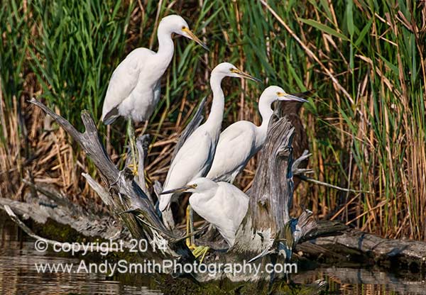 Snowy Egrets at Hesilersville